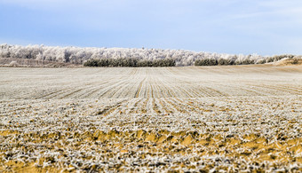 <strong>冬天</strong>景观与<strong>雪</strong>覆盖场和混合森林与落叶和松柏科的树后降<strong>雪</strong>和霜分支机构覆盖与<strong>雪</strong>和冰冷冷淡的<strong>冬天</strong>天气<strong>冬天</strong>景观与<strong>雪</strong>