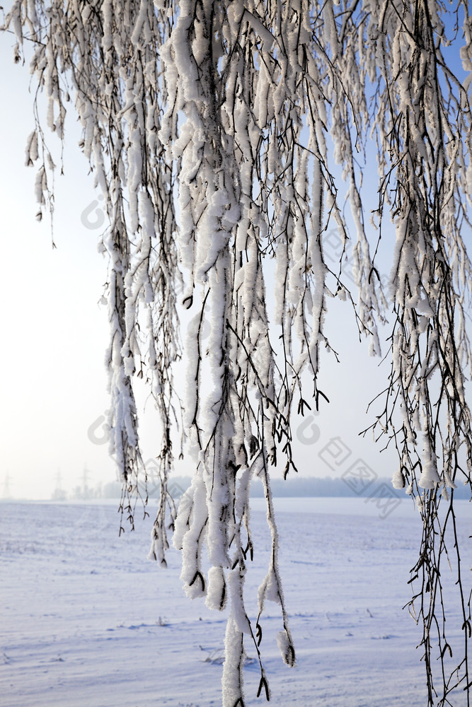 雪覆盖落叶桦木树冬天白色雪谎言到处都是的树蓝色的天空雪覆盖落叶桦木树
