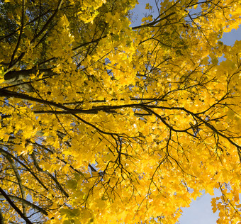 大数量黄色的枫木<strong>叶子</strong>的分支机构老树早期秋天9月10月的公园阳光明媚的一天枫木<strong>叶子</strong>大规模的叶秋天大数量黄色的枫木<strong>叶子</strong>