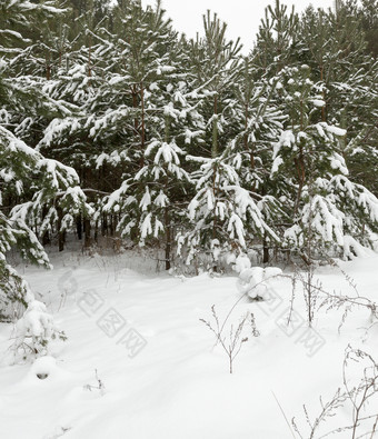 冬天景观与不同的类型树覆盖与白色雪和霜的冬天季节冷淡的一天后降雪冬天一天后降雪