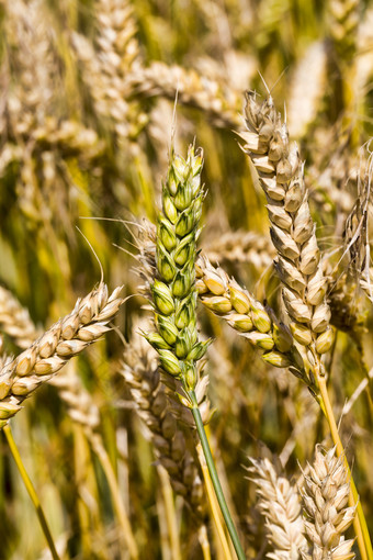农业字段与新鲜的成熟干谷物那成熟收获粮食东部欧洲农业字段东部欧洲