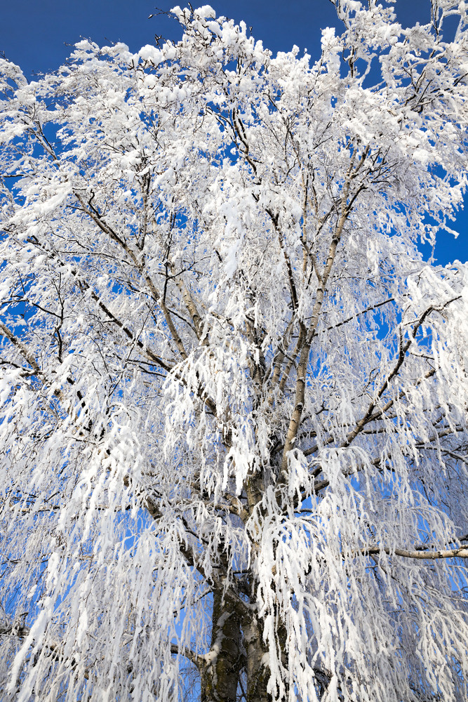 雪覆盖落叶桦木树冬天白色雪谎言到处都是的树蓝色的天空雪覆盖落叶桦木树