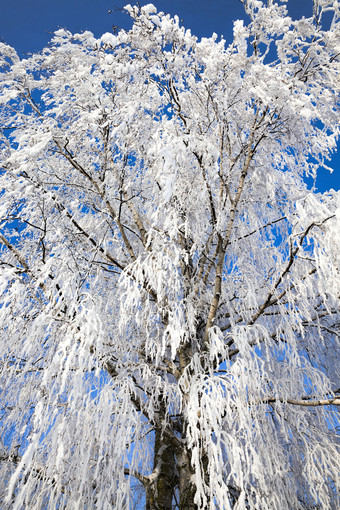 雪覆盖<strong>落叶</strong>桦木树冬天白色雪谎言到处都是的树蓝色的天空雪覆盖<strong>落叶</strong>桦木树