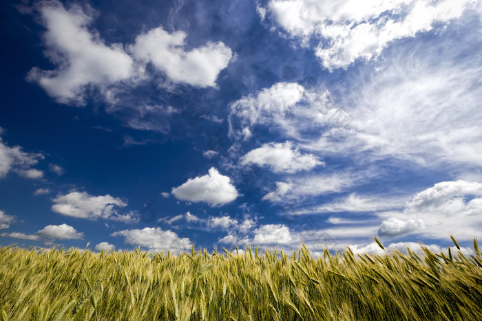 真正的有机绿色小麦场晚些时候春天早期夏天农业场与高收益率东部欧洲小麦不然而,成熟的真正的有机绿色小麦