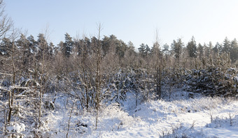 冬天景观与不同的类型树覆盖与白色雪和霜的冬天季节冷淡的<strong>一</strong>天后<strong>降</strong>雪冬天<strong>一</strong>天后<strong>降</strong>雪