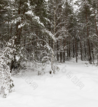 冬天景观与不同的类型树覆盖与白色雪和霜的冬天季节冷淡的一天后降雪冬天一天后降雪