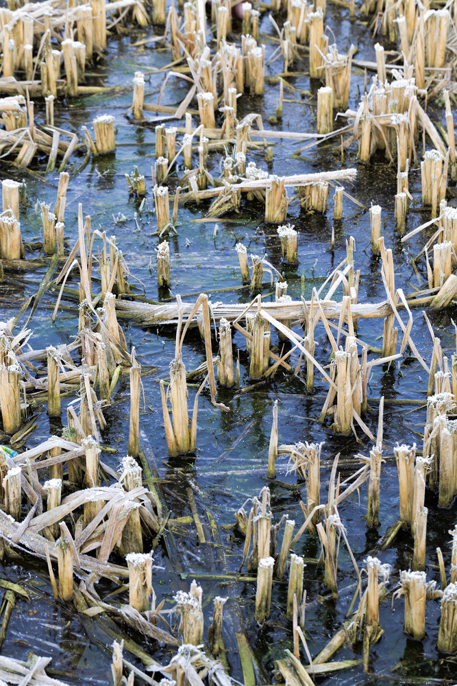 日益增长的沿着的海岸湖河干破碎的草已经覆盖与雪和冰的水冻结了水冻结了