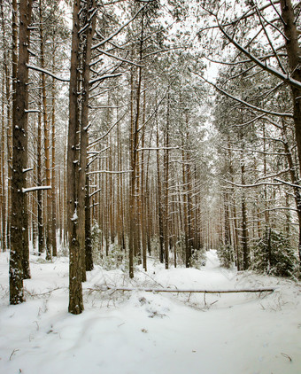 白雪覆盖的松树松树冬天白色雪到处都是的分支机构的树和的地面白雪覆盖的松树