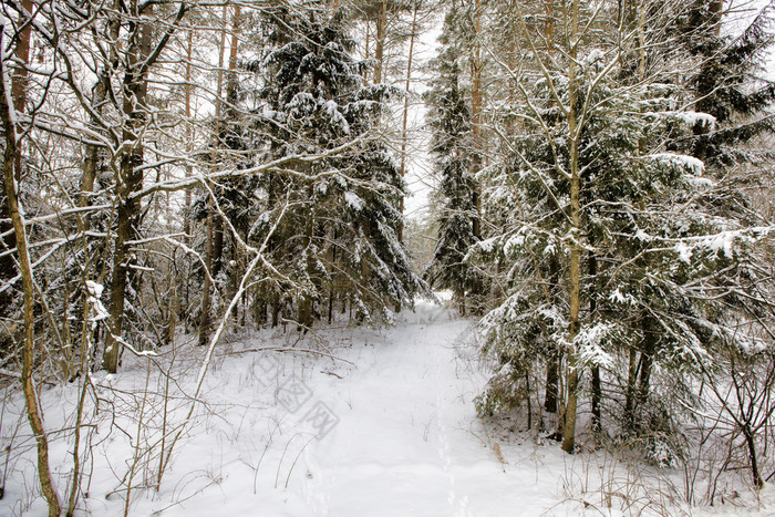 雪覆盖松柏科的树云杉冬天白色雪到处都是的分支机构的树和的地面松柏科的树云杉