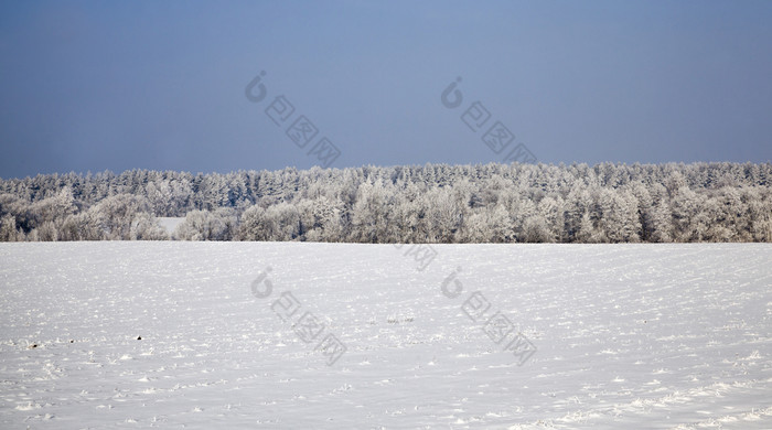 冬天景观与雪覆盖场和混合森林与落叶和松柏科的树后降雪和霜分支机构覆盖与雪和冰冷冷淡的冬天天气冬天景观与雪