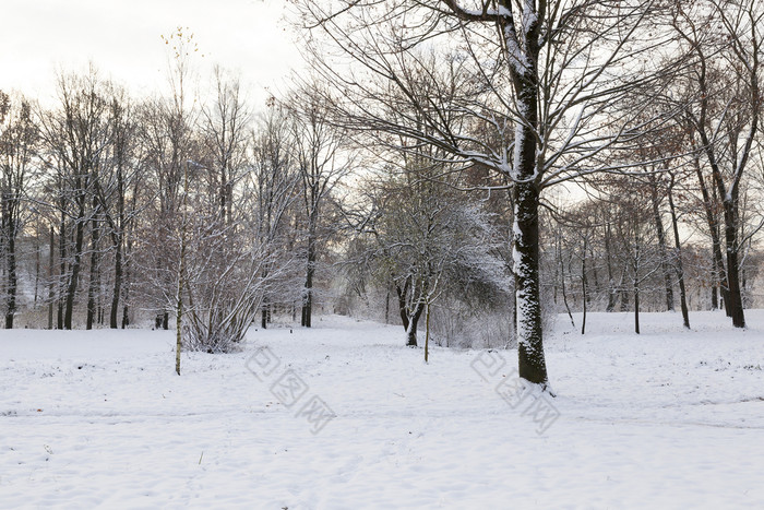 冬天景观与不同的类型树覆盖与白色雪和霜的冬天季节冷淡的一天后降雪冬天一天后降雪