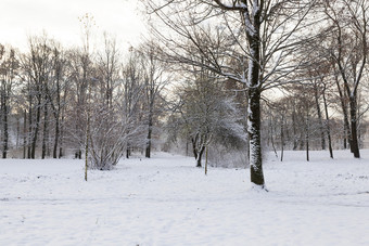 <strong>冬天</strong>景观与不同的类型树覆盖与白色<strong>雪</strong>和霜的<strong>冬天</strong>季节冷淡的一天后降<strong>雪冬天</strong>一天后降<strong>雪</strong>