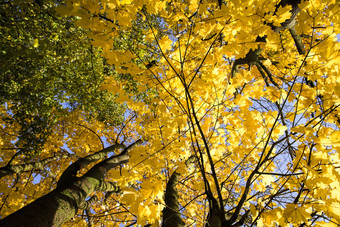 的上衣和<strong>皇冠</strong>树是黄色的树叶细节树采取成账户的细节叶秋天阳光明媚的一天的上衣和<strong>皇冠</strong>树