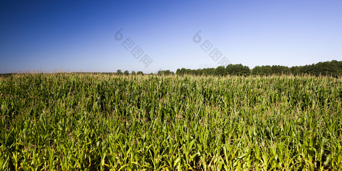 农业景观与行绿色玉米夏天阳光明媚的一天年轻的玉米场绿色植物照亮阳光甜蜜的食物玉米蓝色的天空背景农业景观与行绿色玉米