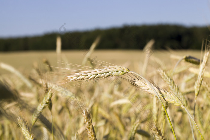 泛黄的小麦夏天场农业谷物那是几乎成熟的和准备好了为收获泛黄的小麦夏天