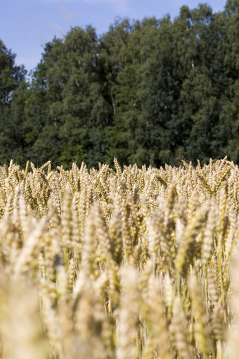 阳光明亮照明小穗农业场与成熟谷物小麦黑麦阳光明媚的夏天一天阳光明亮照明小穗
