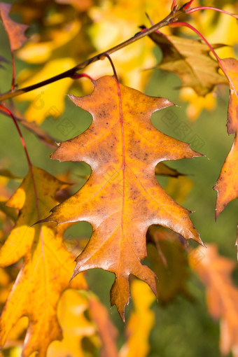 橡木那<strong>变化</strong>颜色生锈的树在的秋天季节特写镜头单橡木树与可以发现树叶和也有黄色的阴影橡木那<strong>变化</strong>颜色