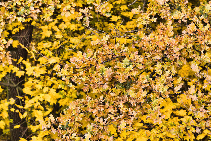 摘要背景不同的秋天泛黄树叶的森林美丽的真正的自然的落叶森林秋天泛黄树叶
