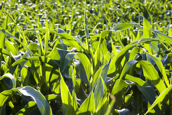 自然非转基因玉米场与绿色树叶和茎春天单一文化的农业场甜蜜的玉米特写镜头有用的植物自然非转基因玉米场