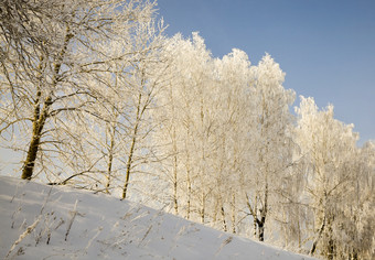 雪覆盖落叶桦木树冬天白色雪谎言<strong>到处都是</strong>的树蓝色的天空和山雪覆盖落叶桦木树
