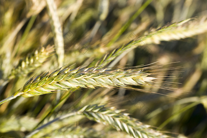 泛黄的小麦夏天场农业谷物那是几乎成熟的和准备好了为收获泛黄的小麦夏天