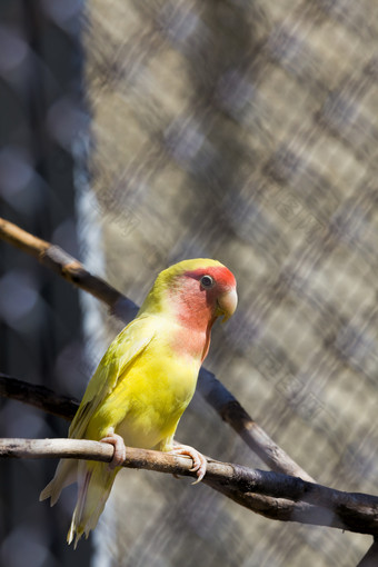 小美丽的鹦鹉坐着笼子里的动物园特写镜头美丽的异国情调的鸟小美丽的鹦鹉