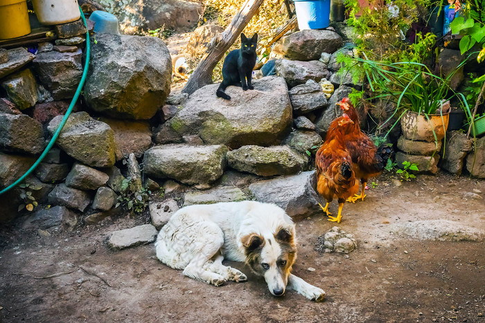 动物家庭狗猫鸡的后院动物家庭动物家庭