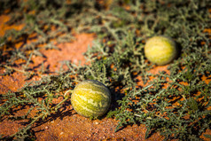 野生西瓜日益增长的的沙漠的地面野生西瓜