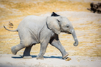 婴儿大象运行横盘整理可爱的和小婴儿大象运行横盘整理