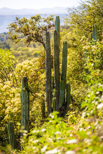 老瓜亚坎树风景优美的的地方guanica干森林吸引力老瓜亚坎树风景优美的的地方guanica干森林