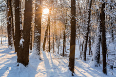 冬天日出森林雪与温暖的橙色光和阴影冬天日出森林雪与温暖的橙色光