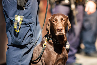 警察狗在一起与官责任一天警察狗在一起与官责任