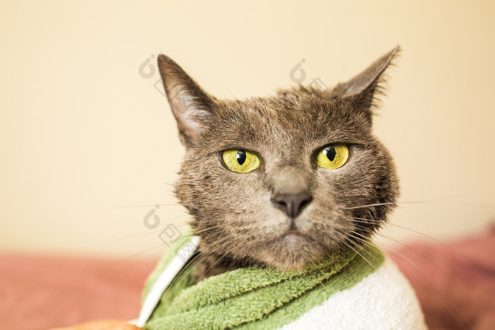 湿和伤心猫后清洁浴包装毛巾独自一人湿和伤心猫后清洁浴毛巾