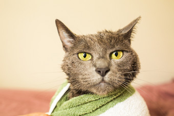 湿和<strong>伤心</strong>猫后清洁浴包装毛巾独自一人湿和<strong>伤心</strong>猫后清洁浴毛巾