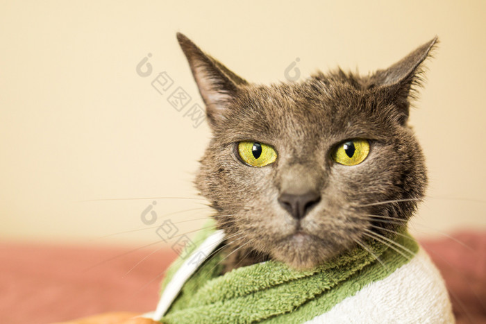 湿和伤心猫后清洁浴包装毛巾独自一人湿和伤心猫后清洁浴毛巾