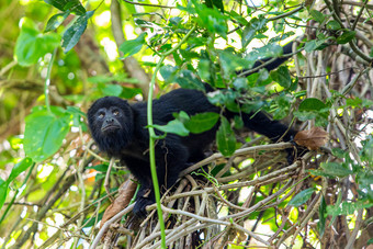 黑色的吼猴子的咕噜咕噜森林伯利兹黑色的吼猴子的咕噜咕噜森林