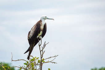 华丽的护卫舰鸟自然栖息地伯利兹岛屿华丽的护卫舰鸟自然栖息地伯利兹