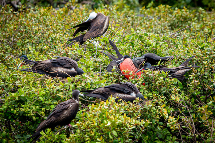 华丽的护卫舰鸟自然栖息地伯利兹岛屿华丽的护卫舰鸟自然栖息地伯利兹