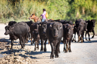 牛走的路夏天一天农业旅行牛走的路夏天一天农业