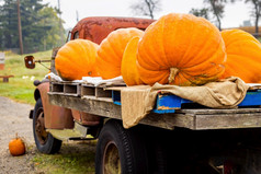 负载卡车南瓜在秋天收获在户外为万圣节装饰负载卡车南瓜在秋天收获在户外