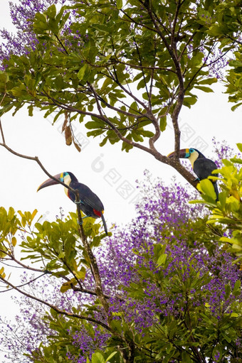 夫妇巨嘴鸟坐着板凳上丛林森林下雨与花夫妇巨嘴鸟坐着板凳上丛林森林下雨