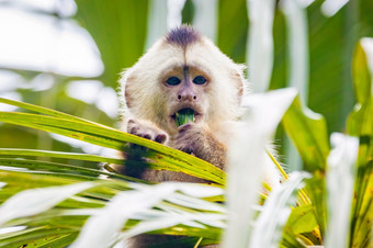 可爱的肖像卷尾野生猴子吃棕榈树森林可爱的肖像卷尾野生猴子吃棕榈树