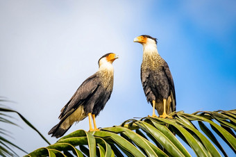 夫妇美丽的冠毛犬腿鸟在一起棕榈树在户外夫妇美丽的冠毛犬腿鸟在一起棕榈树