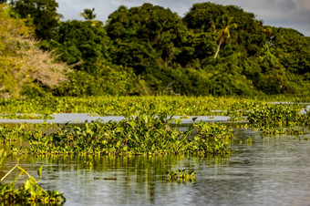 <strong>风景</strong>优美的浮动植物奥里诺科<strong>河河</strong>委内瑞拉一天<strong>风景</strong>优美的浮动植物奥里诺科<strong>河河</strong>委内瑞拉