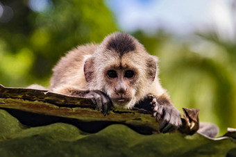 可爱的肖像好奇的卷尾野生猴子看的相机关闭可爱的肖像好奇的卷尾野生猴子看的相机