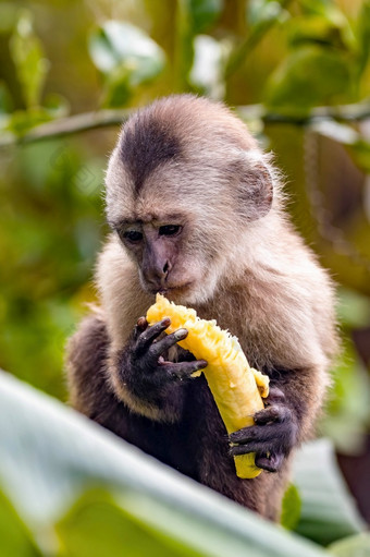 可爱的肖像卷尾野生猴子吃香蕉的丛林可爱的肖像卷尾野生猴子吃香蕉