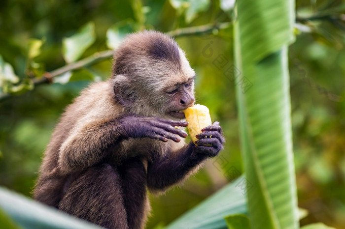 可爱的肖像卷尾野生猴子吃香蕉的丛林可爱的肖像卷尾野生猴子吃香蕉