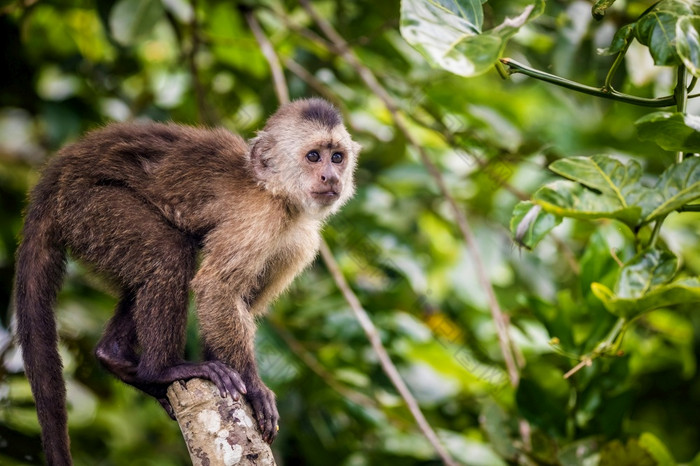 美丽的肖像卷尾野生猴子坐着树丛林美丽的肖像卷尾野生猴子坐着树