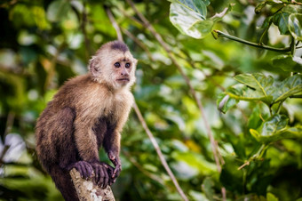 美丽的肖像卷尾野生猴子坐着树丛林美丽的肖像卷尾野生猴子坐着树