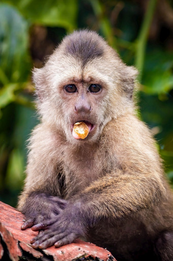 美丽的肖像卷尾野生猴子吃水果树美丽的肖像卷尾野生猴子吃水果